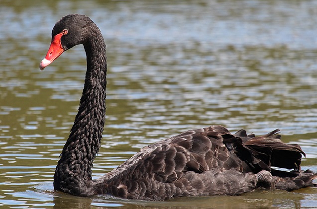 Analítica contra el cisne negro: 10 tendencias del BI
