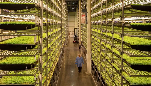 Cultivando las mejores plantas con tecnología e innovación